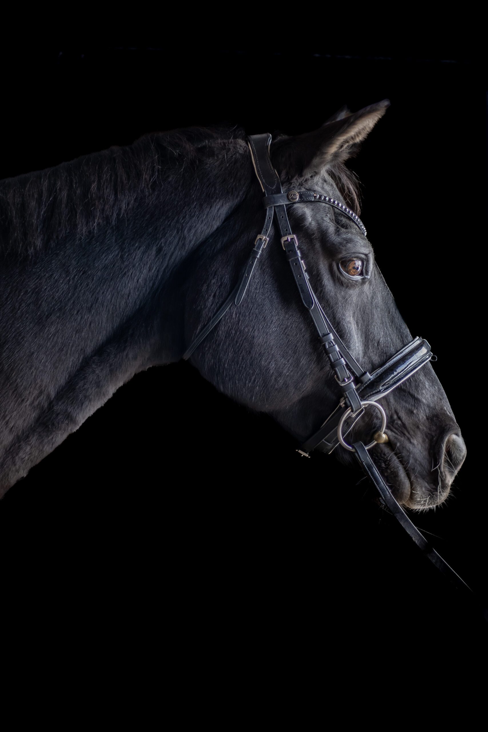 Horse image