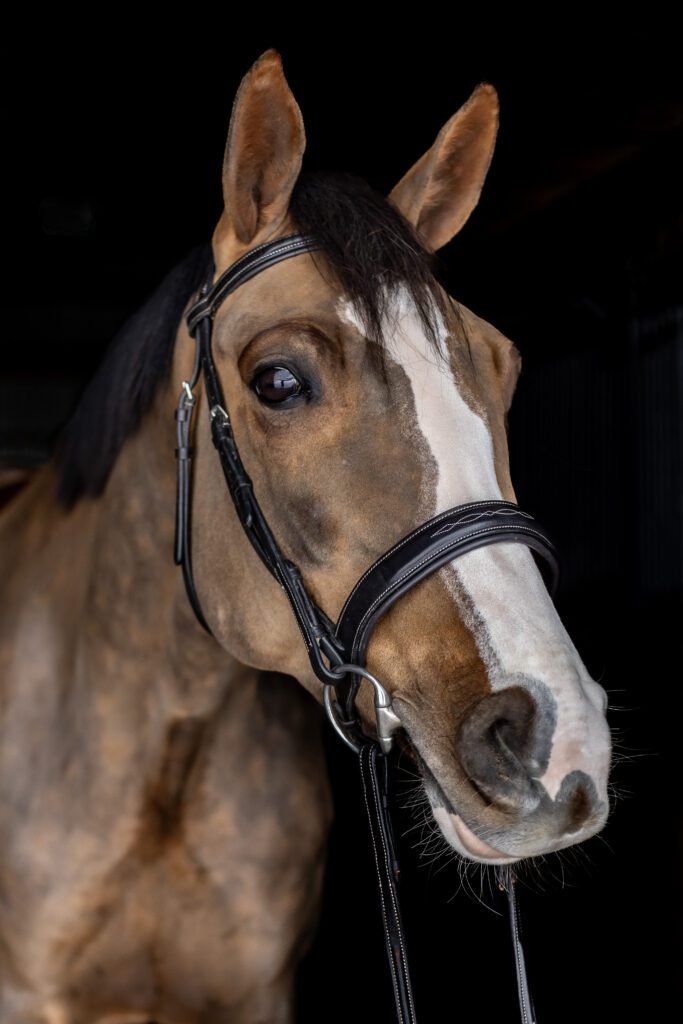 Horse Portrait 