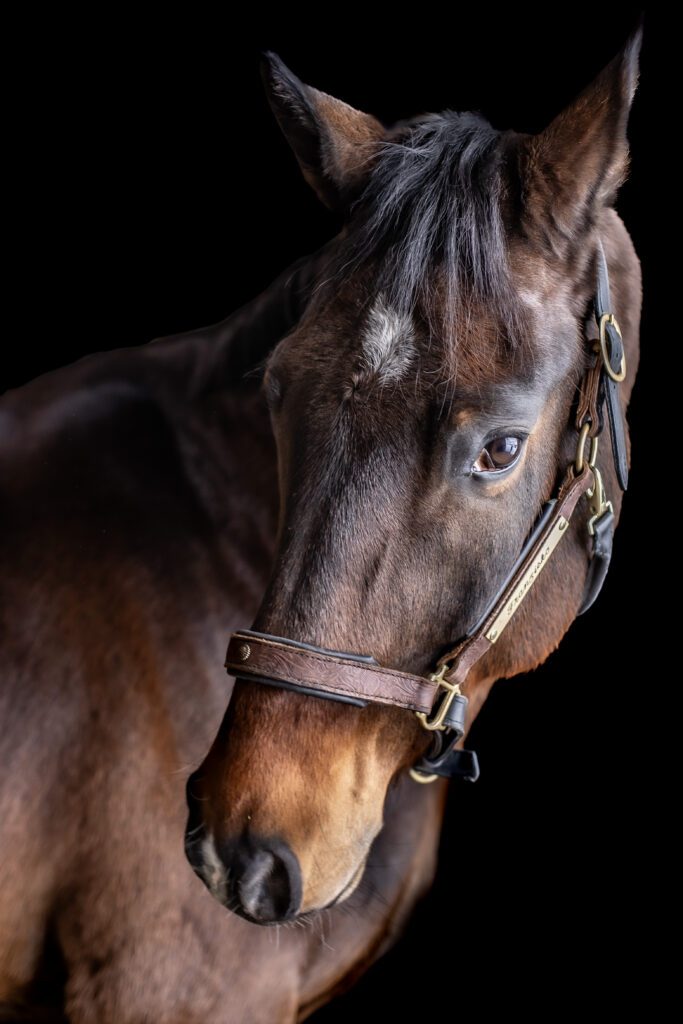 a horse looking at you with black backround 